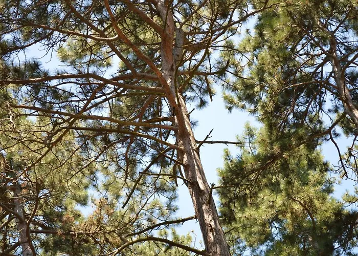 ゲストハウス Gratisz